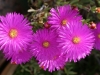 Dar Balmira Botanical Garden - Succulents - 2    150404_1212