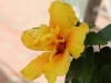 Dar Balmira Botanical Garden - Hibiscus -1    150513