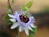 Dar Balmira Botanical Garden Passiflora - 1    20150504_1599