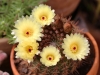 Dar Balmira Botanical Garden - Cacti - 10  _1698