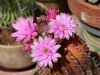 Dar Balmira Botanical Garden - Cacti - 11
