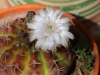 Dar Balmira Botanical Garden - Cacti - 12    20150513_1700
