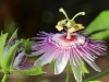 Dar Balmira Botanical Garden Passiflora - 3     20180622_8934