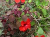 Dar Balmira Botanical Garden - Hibiscus - 6    20180714_9084 copy