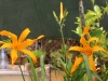 Dar Balmira Botanical Garden - Daylilies - 1     20180719_9080