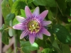 Dar Balmira Botanical Garden Passiflora - 4     20180731_9131