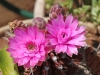 Dar Balmira Botanical Garden - Cacti - 2      April 26 2012