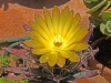 Dar Balmira Botanical Garden - Cacti - 5