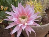 Dar Balmira Botanical Garden - Cacti - 1