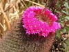 Dar Balmira Botanical Garden - Cacti - 7
