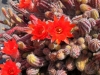Dar Balmira Botanical Garden - Cacti - 8