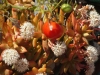 Dar Balmira Botanical Garden - Succulents - 4   DSC06579
