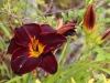 Dar Balmira Botanical Garden - Daylilies - 3   IMG_9314-2