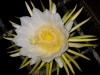 Dar Balmira Botanical Garden - Cacti - 9