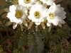 Dar Balmira Botanical Garden - Cacti - 13