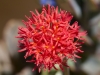 Dar Balmira Botanical Garden - Succulents - 3   april 15 2013