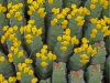 Euphorbiaceae Family - 3b