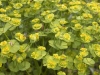 Euphorbiaceae Family - 2