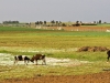 Farm Animals: Cows - 3