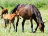 Horses - 2a 20180513_8911