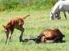 Horses - 2b 20180513_8913