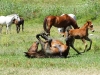 Horses - 2c 20180513_8917