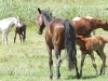 Horses - 2d 20180513_8918