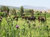 Horses - 3 20180513_8922