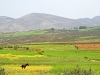 Mules - 2