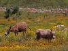 Donkeys - 3