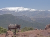 Donkeys - 1