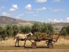 Donkeys - 2