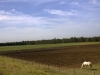 Horses - 1