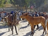 Mules - 1