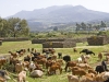 Farm Animal Portraits: Goats - 2