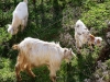 Farm Animal Portraits: Goats - 3 IMG_0014