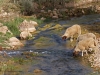 Farm Animal Portraits: Sheep - 4
