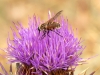 Fly -1b