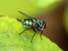 Fly - 5a