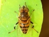 Fly - 6