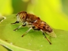 Fly - 6b
