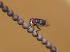 Fly - 5b_2469