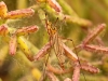 Fly - 16 _7504