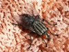 Fly - 20 20171115_7843