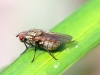 Fly 27 - 20180417_8739