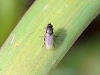 Fly 24 - 20180417_8750