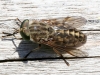 Fly 28 - 20180513_8824