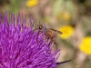 Fly 25 - 20180513_8856