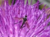 Fly 26 - 20180513_8861