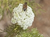Fly - 19 Bee Fly 2012 07 25 5465 copy